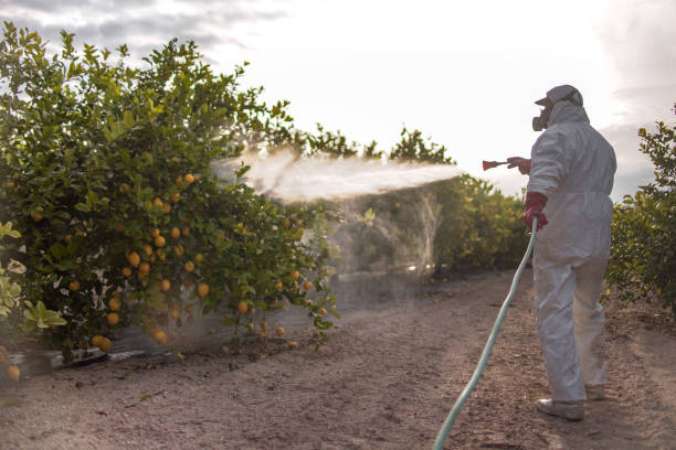 Best Affordable Pest Control Services  in Miles, TX