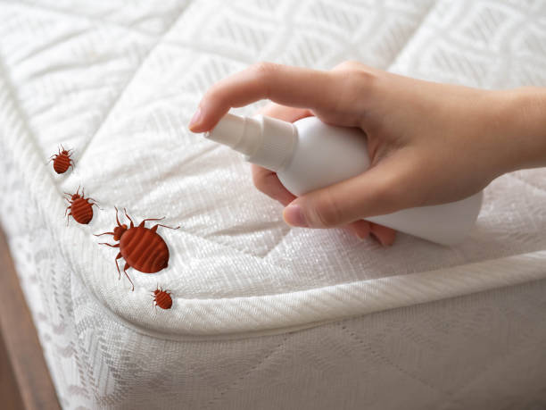 Best Flea Control Services  in Miles, TX