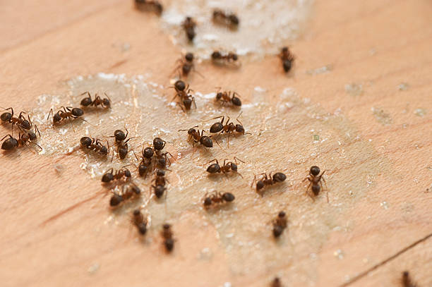 Best Wildlife Control Services  in Miles, TX